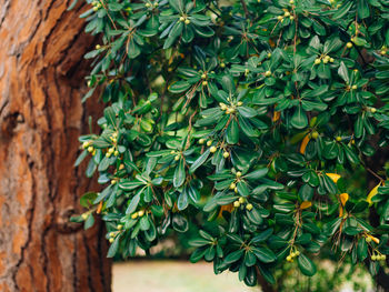 Close-up of fresh green tree