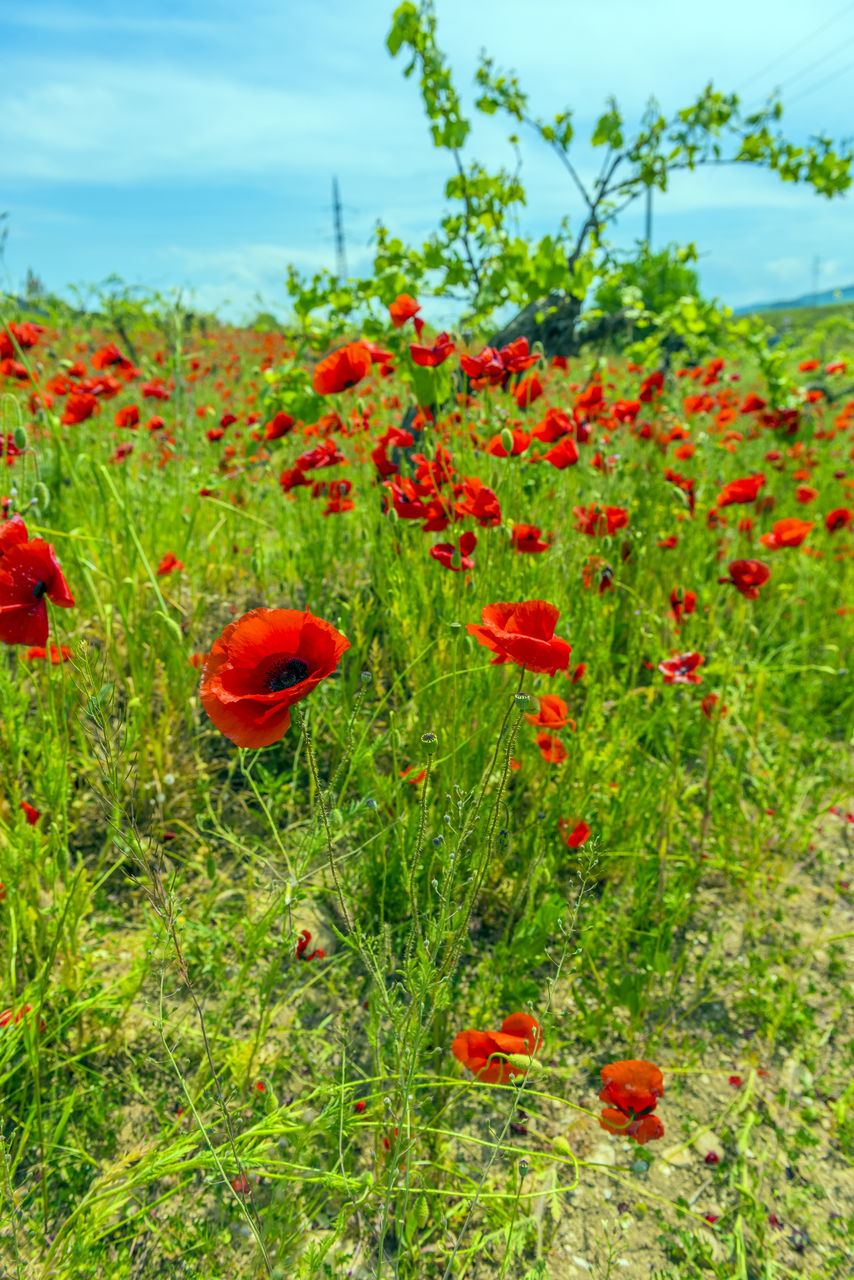 plant, flower, red, growth, flowering plant, nature, meadow, poppy, beauty in nature, wildflower, freshness, land, field, sky, no people, prairie, grassland, day, natural environment, green, cloud, fragility, landscape, tranquility, grass, food, outdoors, environment, close-up, petal, agriculture, scenics - nature, tranquil scene, flower head, fruit