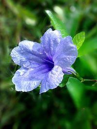 Close-up of purple flower blooming outdoors