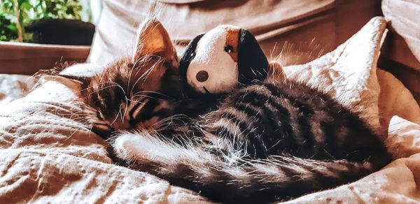 Close-up of cat resting on bed at home