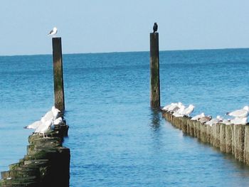Bird perching on wooden post in sea against sky