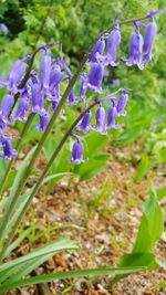 Close-up of purple flowering plants on field