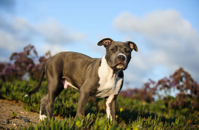 Portrait of hunting dog walking in field