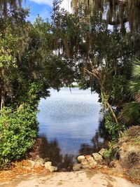 Trees growing in water
