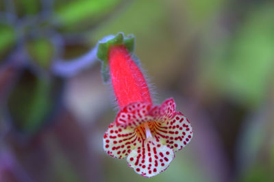 Close-up of flower blooming outdoors