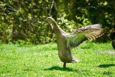 Bird flying over a field