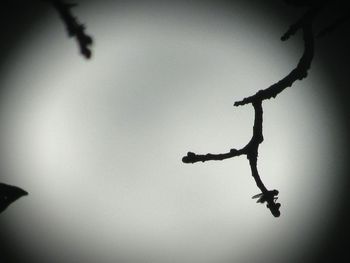 Silhouette of twig