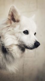 Close-up of dog looking away