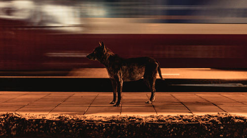 View of dog standing on railroad track