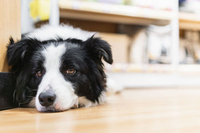 Close-up portrait of dog relaxing on floor at home