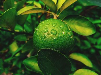 Close-up of wet fruit on tree