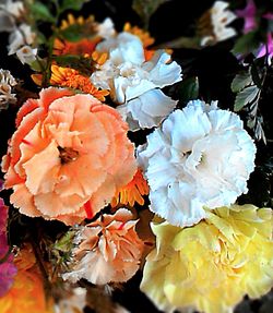 Close-up of flowers blooming outdoors