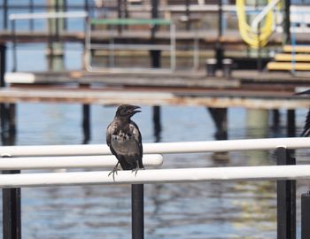 Bird perching on railing