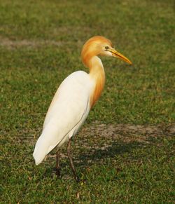 Close-up of a bird on field