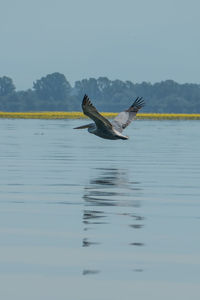 Bird swimming in lake