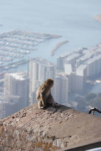 Barbary macaque sitting on rock watching the city