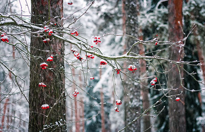 Red berries on tree branch in winter