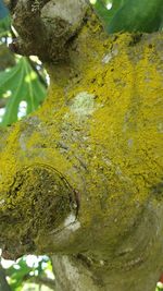 Close-up of yellow lizard