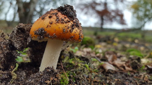 Close-up of mushroom growing on field