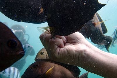 Close-up of fish swimming in aquarium