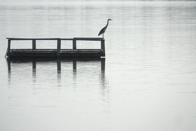 Bird perching on water against sky