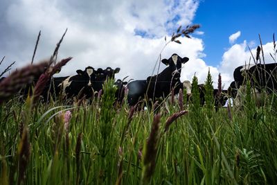 Plants growing on field against sky