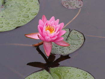 Close-up of pink lotus water lily in pond