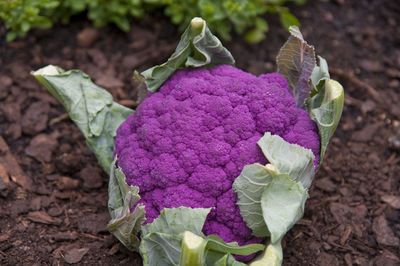 Close-up of purple flowers on plant