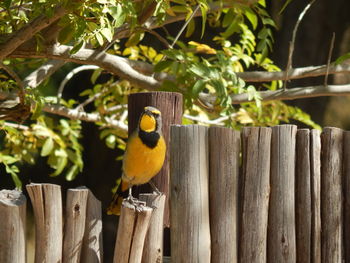 Close-up of bird perching on wooden post