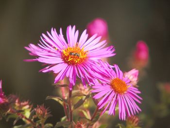 Close-up of pink daisy flowers blooming outdoors