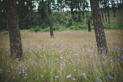 View of trees growing in field