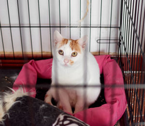 Portrait of kitten sitting in cage