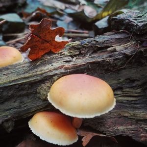 Close-up of mushrooms growing on tree during autumn