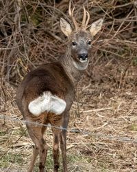 Male roe deer