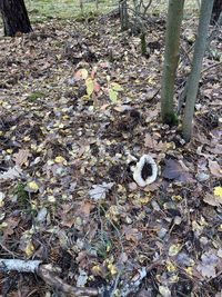 High angle view of dry leaves on field