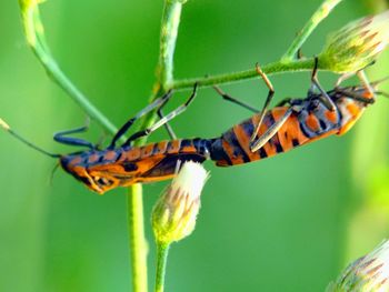 Close-up of butterfly on plant