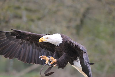 Close-up of eagle flying