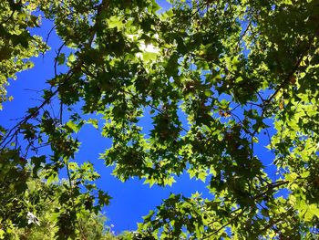 Low angle view of tree against blue sky