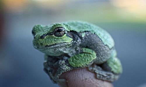 Close-up of lizard