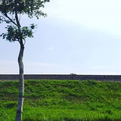 Trees on grassy field