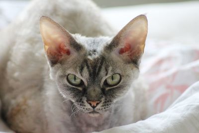 Close-up portrait of cat relaxing on bed