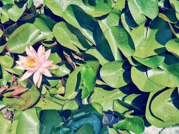 Full frame shot of water lily on leaves