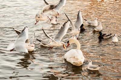 Flock of birds in lake