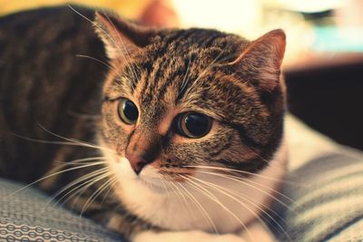 Close-up portrait of cat