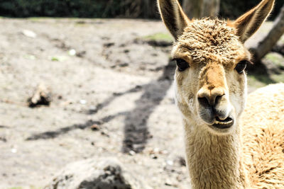 Close-up of animal on land