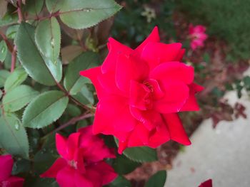 Close-up of pink flower blooming outdoors