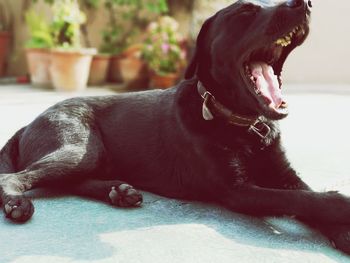 Close-up of dog yawning