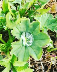 Close-up of green plant