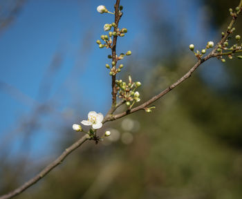 Low angle view of cherry blossoms in spring