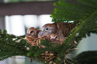 Close-up of birds in nest